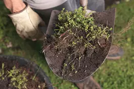 " בכדי להיראות טוב לכל אורך השנה, כל אזור בגינה שלכם דורש תחזוקה"